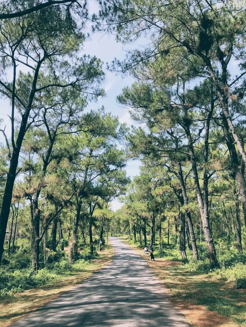 Tạp chí Du lịch Wanderlust Tips | Dạo quanh đồi Thiên An lãng mạn