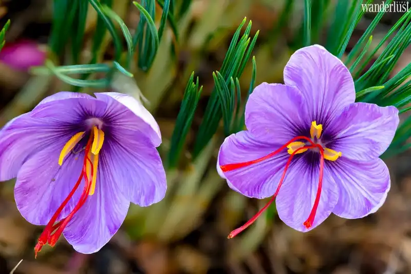 Tạp chí Du lịch Wanderlust Tips | Saffron: Thứ gia vị đắt đỏ nhất thế giới