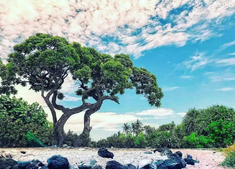 Tạp chí Du lịch Wanderlust Tips | Trái tim rung động với Lý Sơn