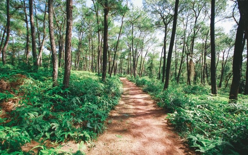 Dạo quanh đồi Thiên An lãng mạn