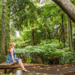 tap chi wanderlust tips shinrin yoku dam minh giua rung cay xanh mat10