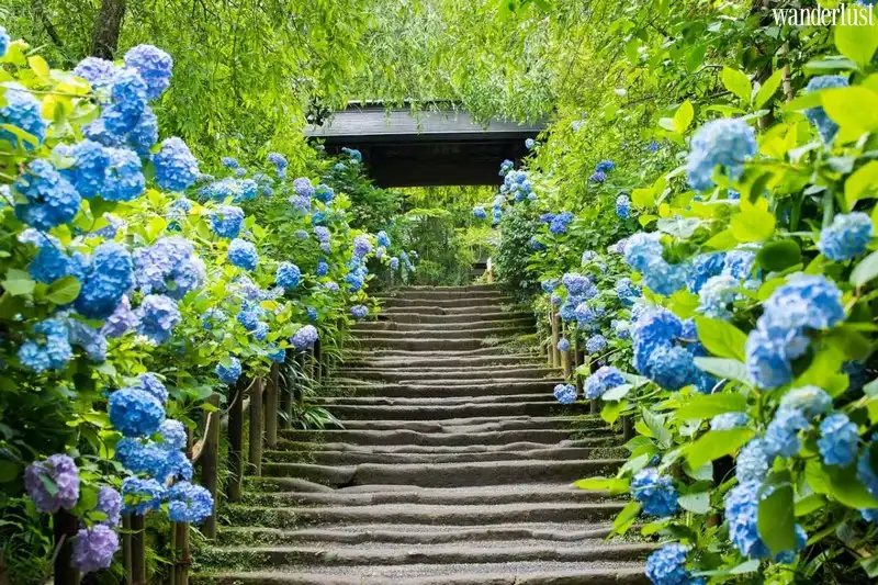 Nhật Bản: Thưởng ngoạn sắc hoa trải dọc đất nước 7 Tạp chí du lịch Wanderlust Tips | Những địa điểm ngắm hoa ở Nhật Bản
