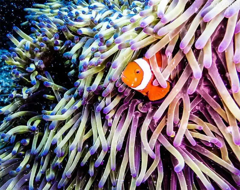 Bảo vệ rạn san hô cho chuyến đi xanh đáng nhớ 6 Tạp chí du lịch Wanderlust Tips | Bảo vệ sinh vật biển cho chuyến đi “xanh” đáng nhớ