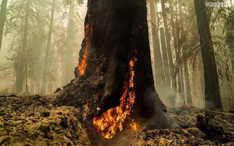 Tạp chí Du lịch Wanderlust Tips | Mỹ: Rừng cây gỗ đỏ sống sót sau cháy lớn