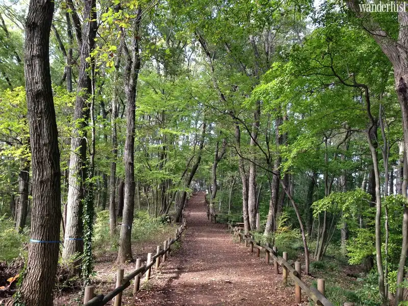 Tạp chí du lịch Wanderlust Tips | Đắm mình giữa rừng cây xanh mát