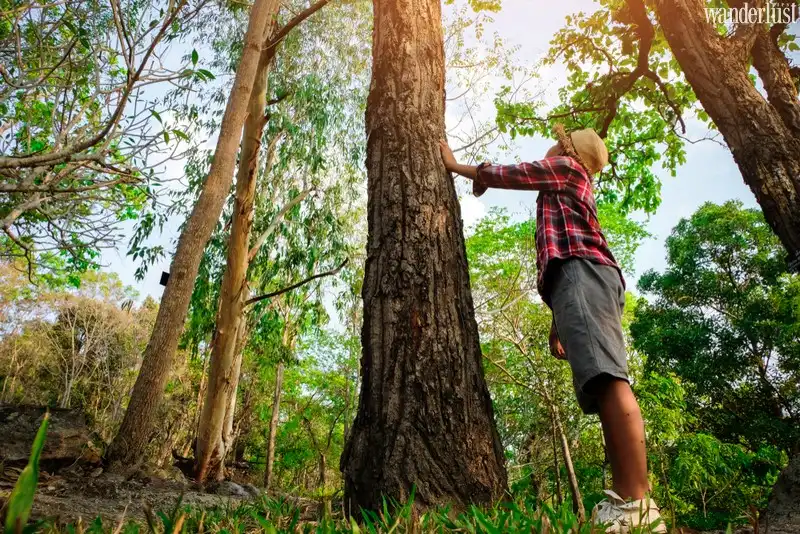 Tạp chí du lịch Wanderlust Tips | Shinrin-yoku: Đắm mình giữa rừng cây xanh mát