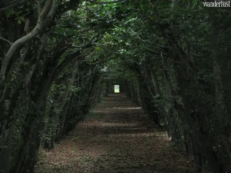 Tạp chí Du lịch Wanderlust Tips | Ngẩn ngơ vẻ huyền bí của rừng Đen nước Đức