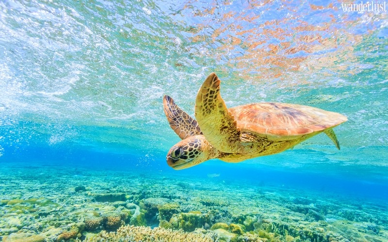 Bảo vệ rạn san hô cho chuyến đi xanh đáng nhớ