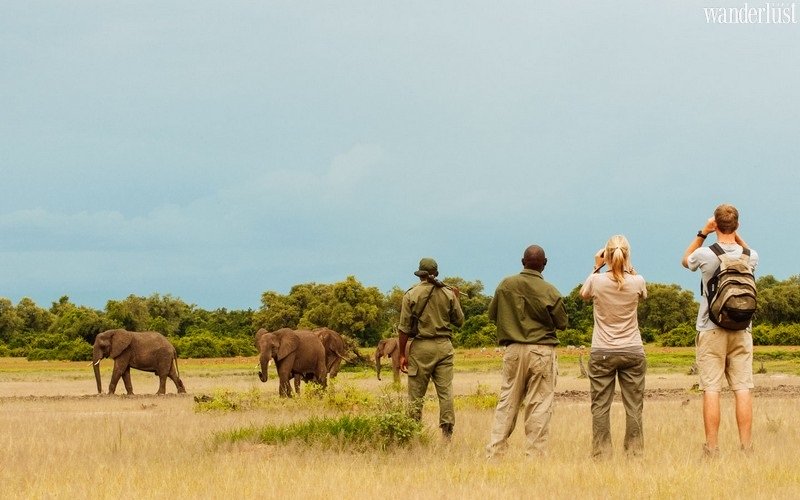 Lời khuyên hữu ích cho chuyến du lịch safari