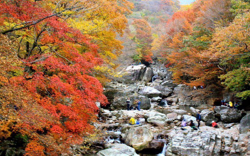 Xốn xang mùa thu Busan
