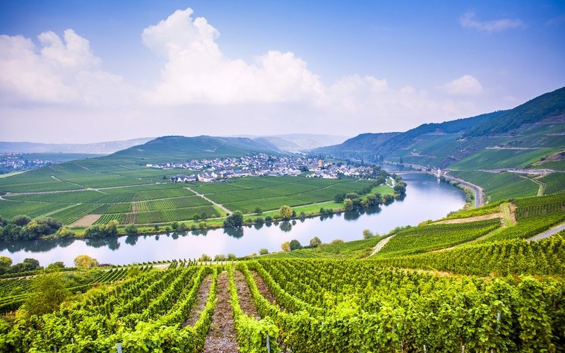 Thăm vườn nho và thưởng thức vị rượu vang quyến rũ