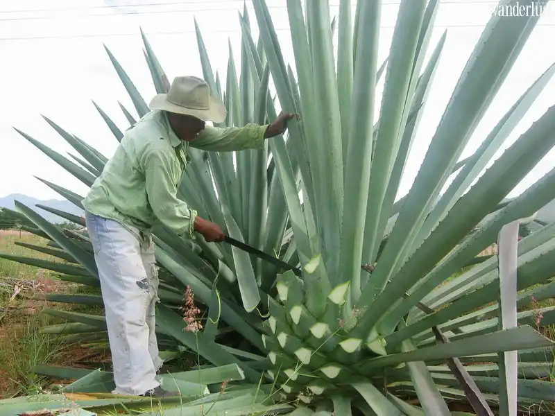 Rượu Tequila: Nét văn hóa đặc sắc của người Mexico 7 Tạp chí Du lịch Wanderlust Tips | Rượu Tequila của Mexico