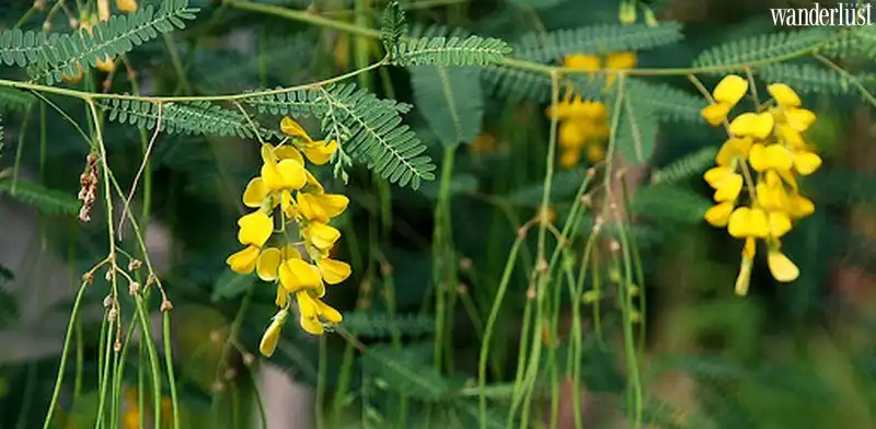 Hương vị món bông điên điển miền Tây sông nước 5 Tạp chí Du lịch Wanderlust Tips | Bông điên điển