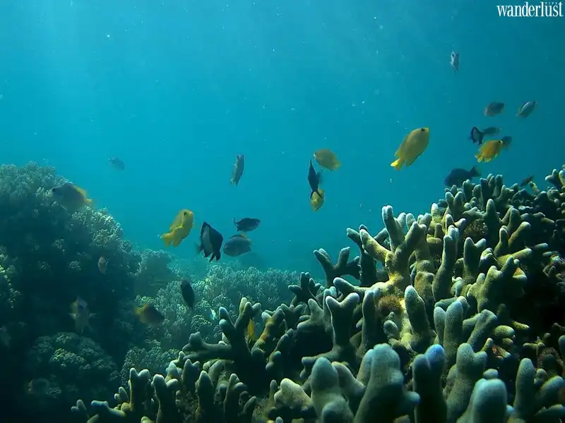 Ở Hòn Nưa vừa có sự hùng vĩ, lại thơ mộng, yên bình khiến cho du khách như lạc vào một thế giới khác, tách biệt với cuộc sống ồn ào, vội vã của phố thị. [rpi] Hòn Nưa (Phú Yên) nằm dưới chân đèo Cả, nơi đây có vị trí địa lý đặc biệt khi nằm giữa ranh giới địa phận tỉnh Phú Yên và Khánh Hòa. Đây là một trong những hòn đảo hoang sơ, gần như chưa có sự tác động của con người. Thiên nhiên ưu đãi cho Hòn Nưa vẻ đẹp mà hiếm nơi nào có được, đó là những bãi cát trắng mịn dài bất tận, những ghềnh đá cao nối tiếp. Biển ở Hòn Nưa trong xanh đặc biệt, vào những hôm trời nắng có thể soi xuống tận đáy nước. Ở Hòn Nưa vừa có sự hùng vĩ, lại thơ mộng, yên bình khiến cho du khách như lạc vào một thế giới khác, tách biệt với cuộc sống ồn ào, vội vã của phố thị. Đến với Hòn Nưa bạn không chỉ được đắm mình vào làn nước mát, thả mình thong dong dạo bộ trên bờ cát trắng mịn, hay nằm dài phơi nắng trên những ghềnh đá, tận hưởng không khí trong lành, mát dịu mà còn được trải nghiệm hoạt động lặn ngắm san hô. Mặc dù san hô ở đây không đẹp rực rỡ và phong phú như Nha Trang, Phú Quốc… song nó cũng mang những đặc sắc riêng của hệ sinh thái thực vật tại đây. Cảm giác được úp mặt xuống làn nước mát, soi xuống tận đáy nước với những rặng san hô nhiều tầng, những đàn cá nhỏ tung tăng bơi lội… chắc chắn sẽ mang lại những trải nghiệm khó quên cho du khách. Một điều đặc biệt nữa là khi đến Hòn Nưa, bạn có thể mang theo đồ câu, ngồi trên những mỏm đá nhấp nhô vừa câu cá, vừa ngắm cảnh đất trời biển cả. Trên đỉnh Hòn Nưa còn có một ngọn hải đăng màu đỏ, là nơi chỉ dẫn phương hướng cho ngư dân vào bờ. Vào buổi đêm, du khách cũng có thể leo lên đây ngắm cảnh, tận hưởng những làn gió mát mẻ của biển cả và là nơi hẹn hò thật lãng mạn cho những cặp đôi đang yêu nhau. Cột mốc ranh giới một bên là Khánh Hòa, một bên Phú Yên cũng là một nơi thú vị để mọi người đến chụp ảnh, tham quan. Nơi đây có những bãi đá cao dựng đứng, nằm nép sát vào bờ biển tạo nên khung cảnh hùng vĩ, choáng ngợp. Hiện nay, trên Hòn Nưa chưa có dịch vụ ăn uống, nhà hàng… vì thế để ra đây, bạn phải chuẩn bị trước tất cả đồ ăn. Hoạt động được nhiều người yêu thích nhất khi đến Hòn Nưa, là nướng BBQ, cắm trại, đốt lửa qua đêm trên đảo. Giá thuê thuyền từ Phú Yên ra Hòn Nưa khoảng 500 nghìn đồng/người, nếu bạn đi đông. Ngoài ra, bạn có thể hỏi thuê luôn các dụng cụ cắm trại, bếp nướng của chủ thuyền. Với vẻ đẹp hoang sơ, khung cảnh thiên nhiên tuyệt đẹp, Hòn Nưa – Phú Yên được ví như thiên đường ngủ quên, chắc chắn sẽ là điểm đến lý tưởng cho những chuyến du lịch, nghỉ dưỡng trong mùa hè này. Wanderlust Tips | Cinet