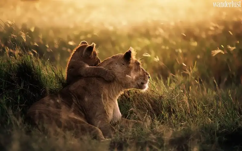 Tạp chí Du lịch Wanderlust Tips | Du lịch Châu Phi: Khám phá Botswana