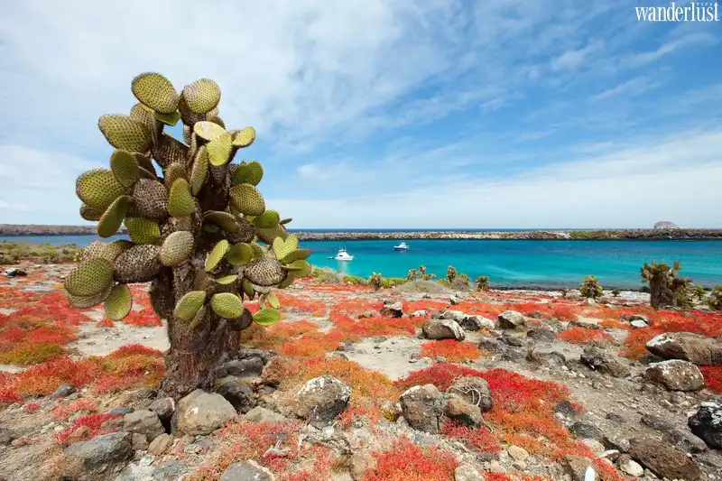 Bước tới chốn thiên đường của Ecuador 6 Tạp chí Du lịch Wanderlust Tips - Đảo Galapagos: Chốn thiên đường của Ecuador