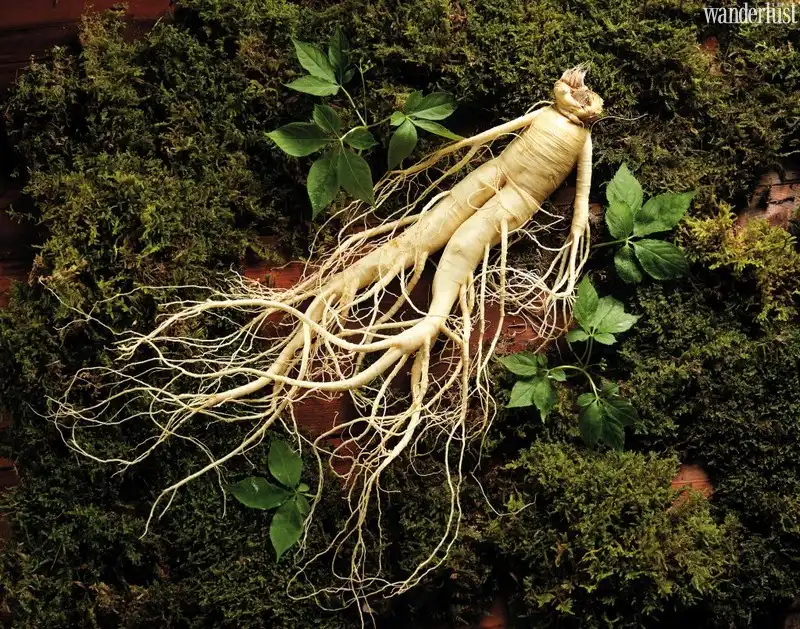 Du lịch Hàn Quốc nên mua gì? 8 Tạp chí Du lịch Wanderlust Tips | Mua sắm tại Hàn Quốc