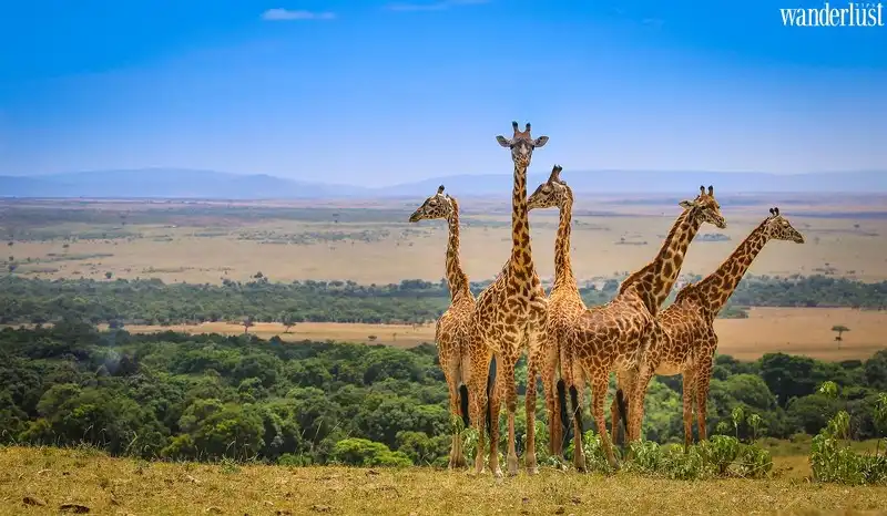 Trải nghiệm Kenya: Tìm về vẻ đẹp hoang dã 11 Tạp chí Du lịch Wanderlust Tips | Trải nghiệm Kenya vùng đất hoang dã