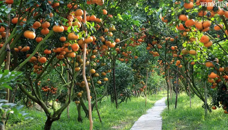 Cùng ghé “tứ linh” miệt vườn của đồng bằng sông Cửu Long 8 Tạp chí Du lịch Wanderlust Tips | Khám phá miền Tây: Du lịch miền sông nước