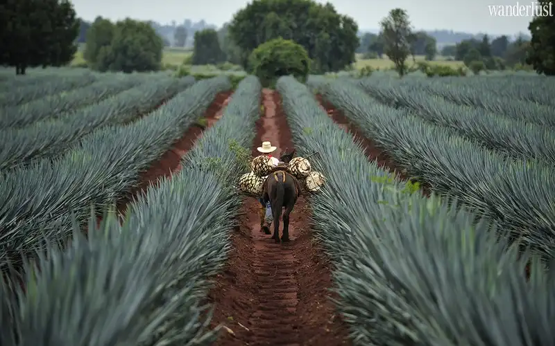 Tạp chí Du lịch Wanderlust Tips | Rượu Tequila của Mexico