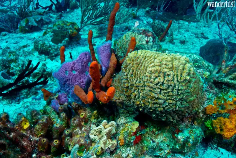 Tới Belize và trải nghiệm những điều thú vị có 1-0-2 7 Tạp chí Du lịch Wanderlust Tips | Tới Belize và trải nghiệm những điều thú vị có 1-0-2