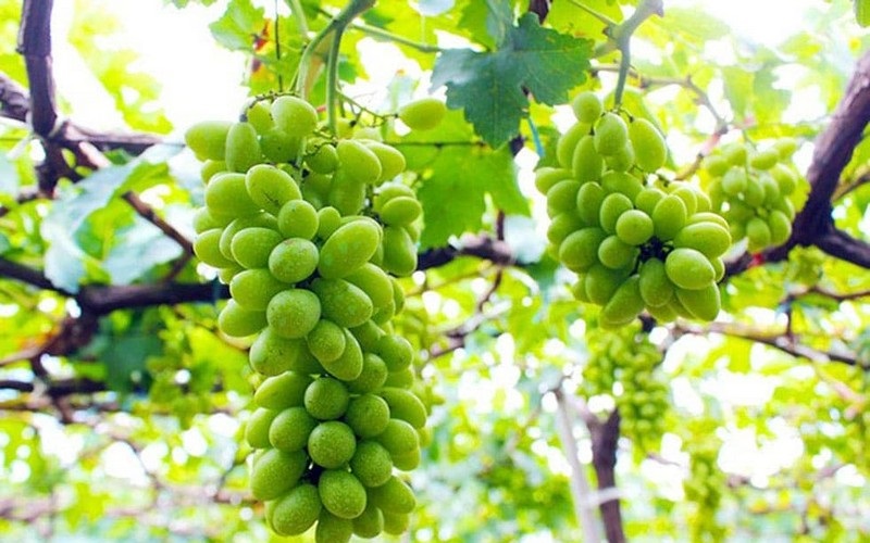 Hương vị đặc sản Ninh Thuận đáng nhớ