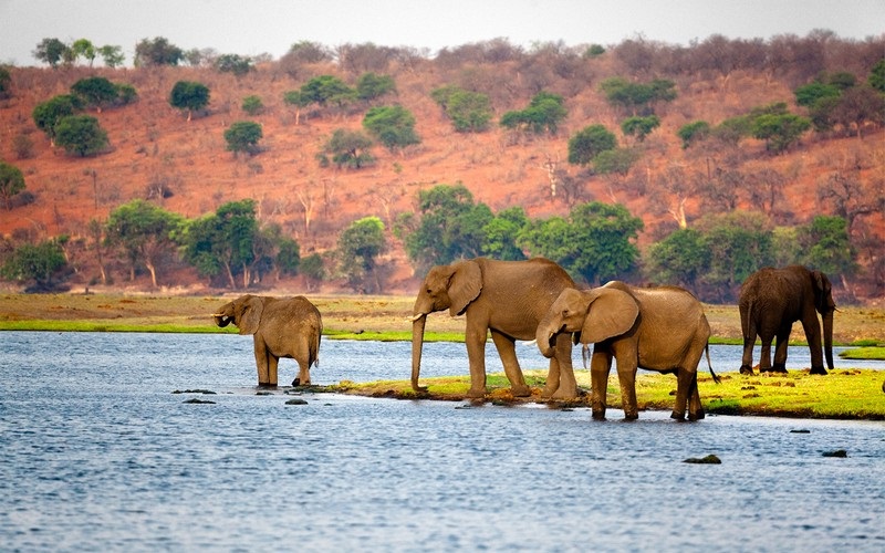 Thiên đường hoang dã mang tên Botswana