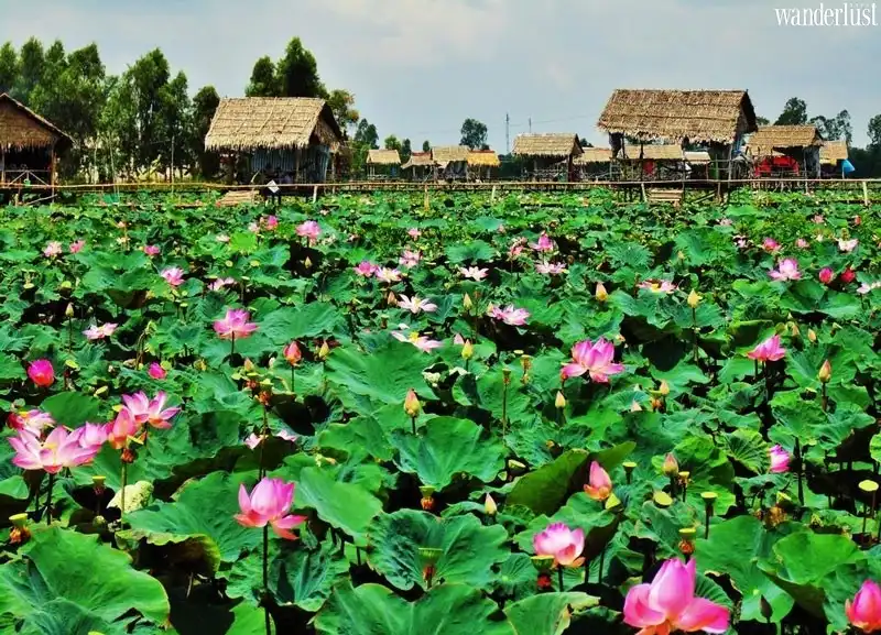 Đồng Tháp hiền hòa, bình dị và rực rỡ sắc hoa 5 Tạp chí Du lịch Wanderlust Tips | Du lịch Đồng Tháp miền Tây sông nước