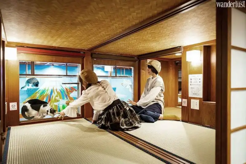 Tạp chí du lịch Wanderlust Tips | Điểm dừng chân độc đáo dành cho hội yêu mèo