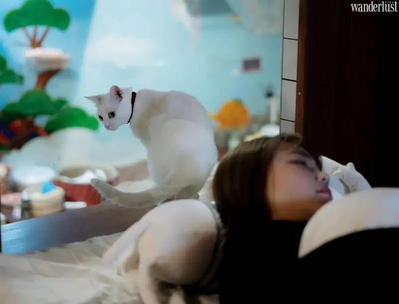 Tạp chí du lịch Wanderlust Tips | Neko Hatago: Khách sạn độc đáo dành cho hội yêu mèo