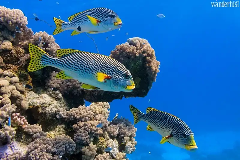 Tạp chí du lịch Wanderlust Tips | Rạn san hô Great Barrier có trở thành ‘nghĩa địa’?