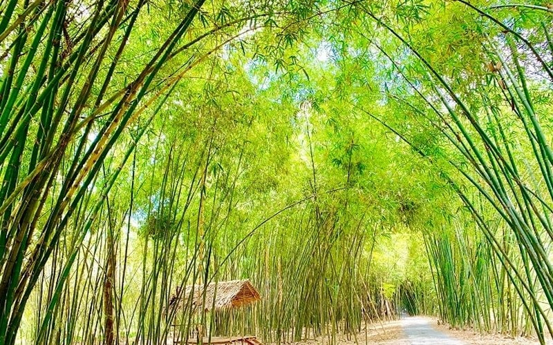 Đến Hậu Giang có gì thú vị? 5 thumb 11