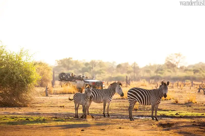 Puku Ridge: Đi theo tiếng gọi hoang dã của Zambia 9 Tạp chí du lịch Wanderlust Tips | Đi theo tiếng gọi hoang dã của Zambia