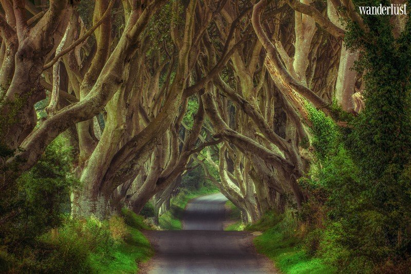 Dark Hedges: Con đường hắc ám, ma mị tại Ireland 5 Tạp chí Du lịch Wanderlust Tips | Dark Hedges: Con đường hắc ám, ma mị tại Ireland