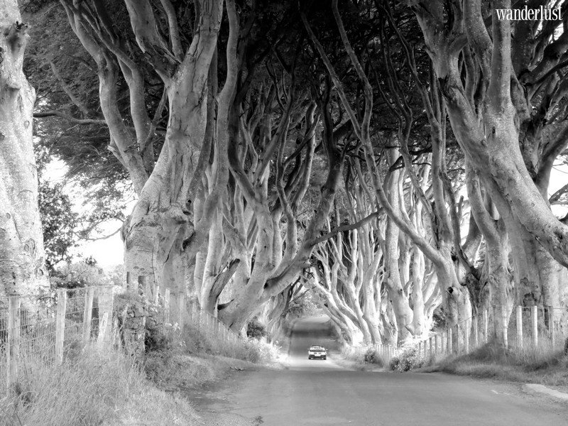 Dark Hedges: Con đường hắc ám, ma mị tại Ireland 8 Tạp chí Du lịch Wanderlust Tips | Dark Hedges: Con đường hắc ám, ma mị tại Ireland