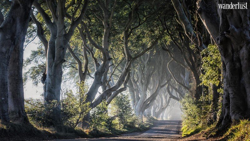 Dark Hedges: Con đường hắc ám, ma mị tại Ireland 7 wanderlust tips con duong dark hedges ma mi tai ireland7