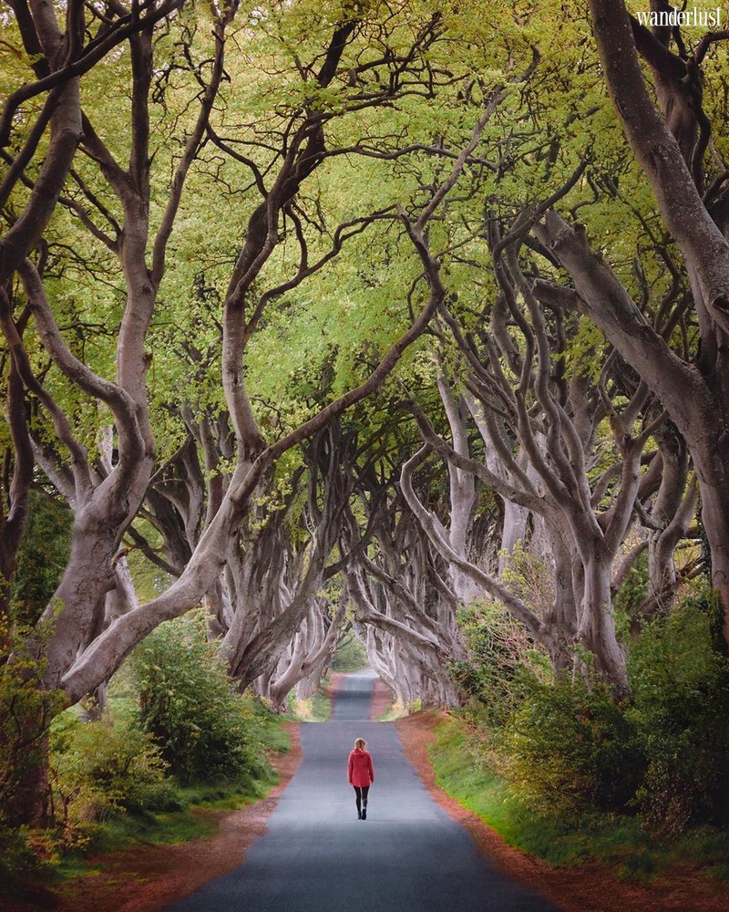 Dark Hedges: Con đường hắc ám, ma mị tại Ireland 6 Tạp chí Du lịch Wanderlust Tips | Dark Hedges: Con đường hắc ám, ma mị tại Ireland