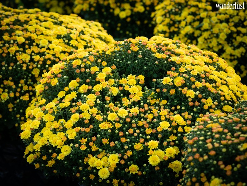 wanderlust tips lang hoa sa dec ruc ro ngay can tet11