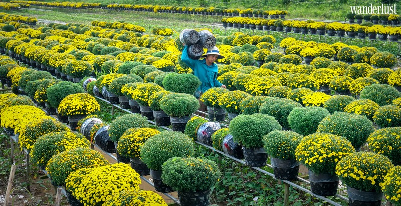 wanderlust tips lang hoa sa dec ruc ro ngay can tet16