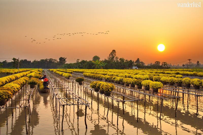 Tạp chí Du lịch Wanderlust Tips | Có làng hoa Sa Đéc rực rỡ ngày cận Tết