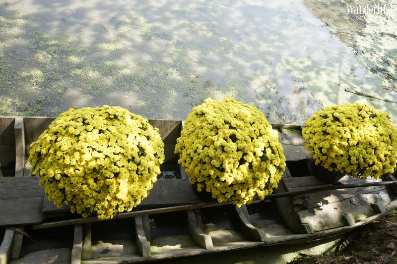 Tạp chí Du lịch Wanderlust Tips |  Có làng hoa Sa Đéc rực rỡ ngày cận Tết