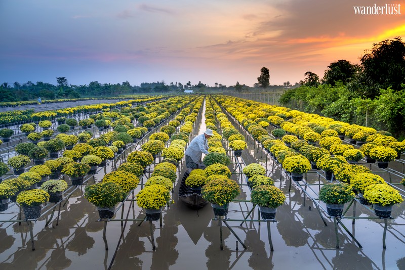 Tạp chí Du lịch Wanderlust Tips |  Có làng hoa Sa Đéc rực rỡ ngày cận Tết