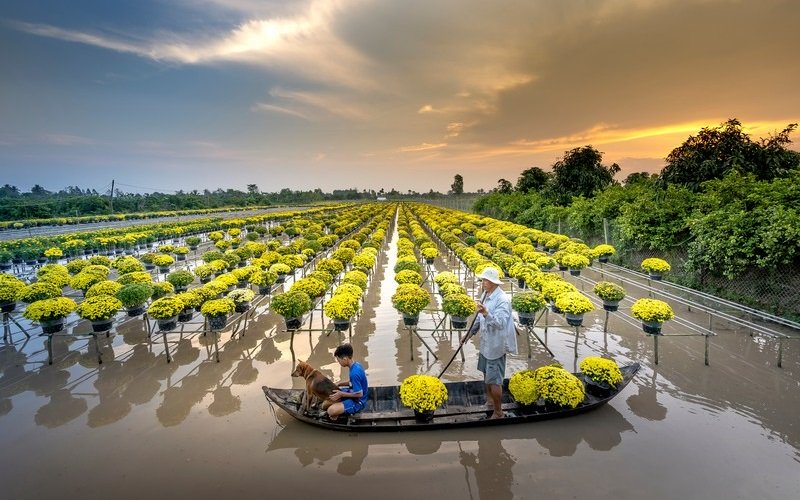 Có làng hoa Sa Đéc rực rỡ ngày cận Tết