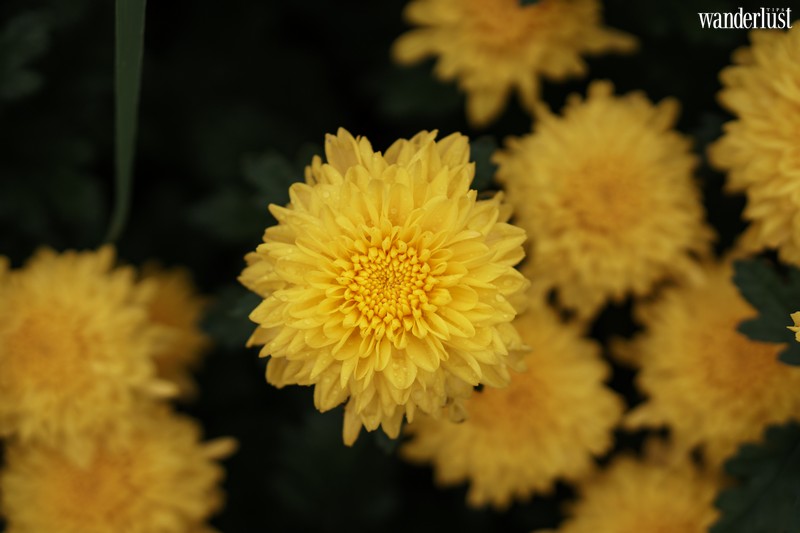 wanderlust tips lang hoa sa dec ruc ro ngay can tet4