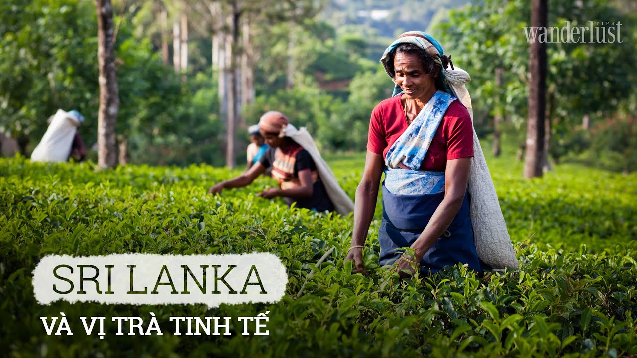 SRI LANKA: THĂM QUAN XƯỞNG SẢN XUẤT TRÀ ĐEN THƯỢNG HẠNG – Wanderlust Tips