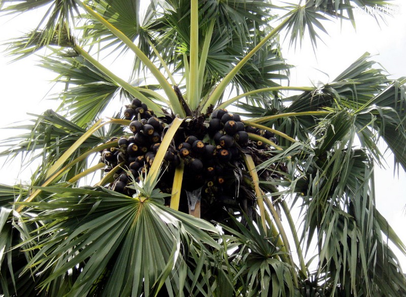 Tạp chí Du lịch Wanderlust Tips | Đượm vị vùng Bảy Núi An Giang