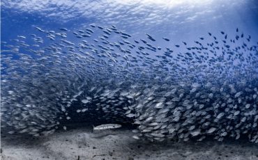 Tạp chí Du lịch Wanderlust Tips | Những bức ảnh sinh vật biển đáng kinh ngạc năm 2021