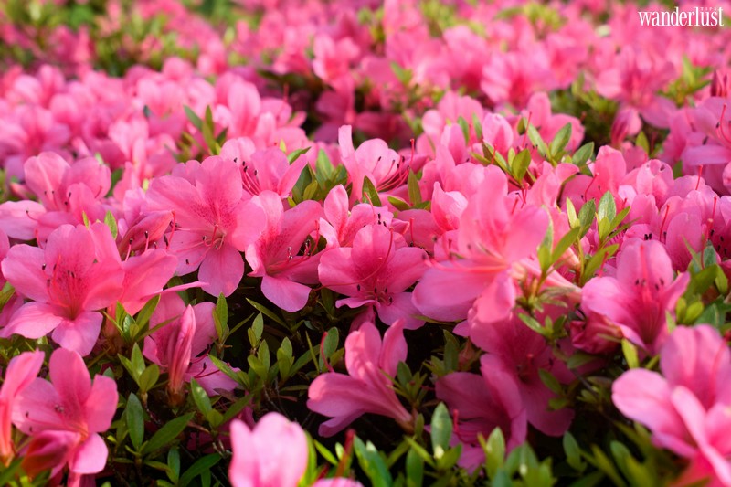 Nghe tháng Tư hát khúc giao mùa 9 Tạp chí Du lịch Wanderlust Tips | Nghe tháng Tư hát khúc giao mùa