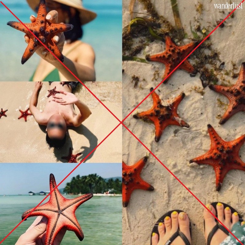 Trách nhiệm ở đâu từ chuyện sống ảo thiếu hiểu biết với sao biển Phú Quốc? 5 Tạp chí du lịch Wanderlust Tips | Sao biển ở Phú Quốc