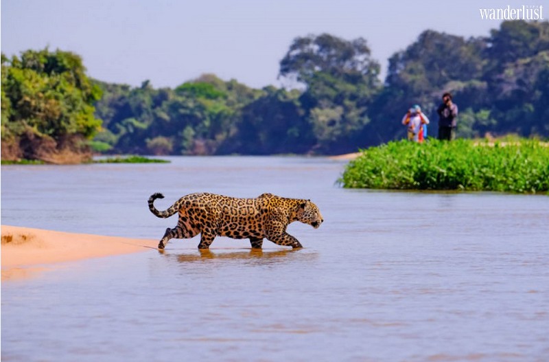 Tạp chí Du lịch Wanderlust Tips | Safari kì thú bên ngoài châu Phi